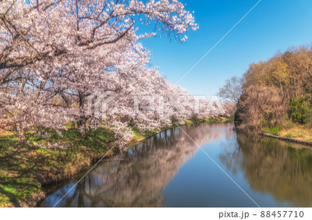 茨城県つくばみらい市　福岡堰さくら公園の満開の桜 88457710