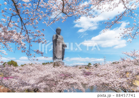 茨城県牛久市　牛久大仏と満開の桜 88457741