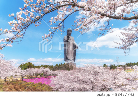 茨城県牛久市 牛久大仏と満開の桜 茨城県牛久市 牛久大仏と満開の桜 88457742