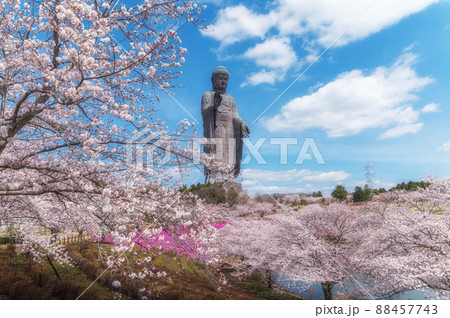 茨城県牛久市 牛久大仏と満開の桜 茨城県牛久市 牛久大仏と満開の桜 88457743