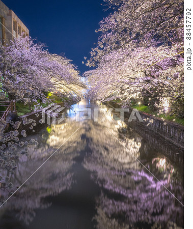 茨城県土浦市　新川の桜のトンネルのライトアップ 88457792