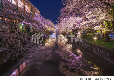 茨城県土浦市　新川の桜のトンネルのライトアップ 88457793
