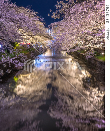 茨城県土浦市 新川の桜のトンネルのライトアップ 茨城県土浦市 新川の桜のトンネルのライトアップ 88457794