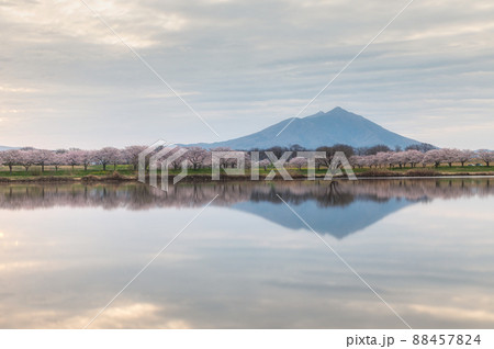 茨城県筑西市　母子島遊水池の筑波山と桜のリフレクション 88457824