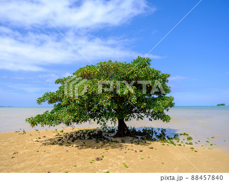 オヒルギ オヒルギ 88457840