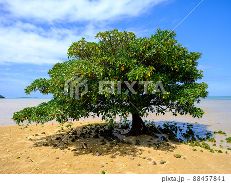 オヒルギ 88457841