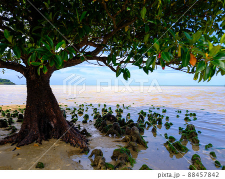 オヒルギ 88457842