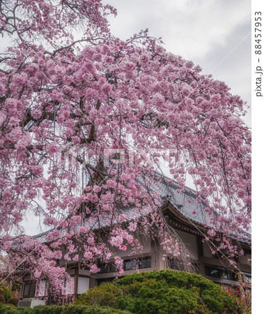 茨城県笠間市　光明寺のしだれ桜 88457953