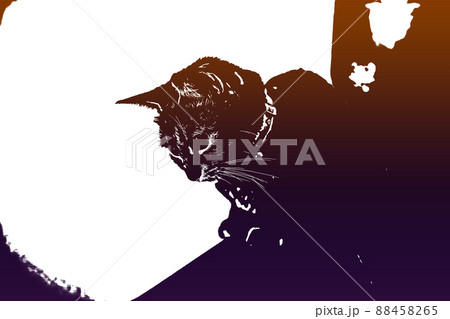 猫 ネコ ねこ キジトラ 白 グレー 子猫 雌 メス 雌ねこ 雌ネコ 雌猫 元気 かわいい 癒し 88458265