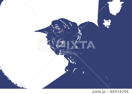 猫 ネコ ねこ キジトラ 白 グレー 子猫 雌 メス 雌ねこ 雌ネコ 雌猫 元気 かわいい 癒し 猫 ネコ ねこ キジトラ 白 グレー 子猫 雌 メス 雌ねこ 雌ネコ 雌猫 元気 かわいい 癒し 88458266