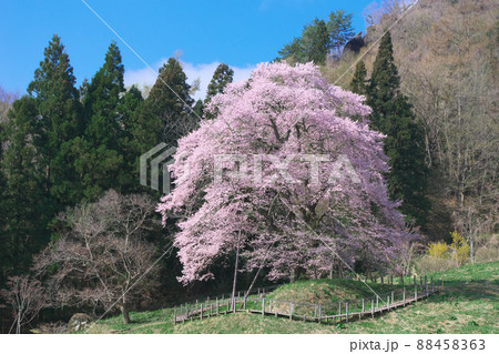 【2012年4月】一本桜 - 秋山の駒桜 【2012年4月】一本桜 - 秋山の駒桜 88458363