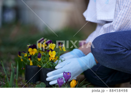 庭で花を植える中年女性 顔無し 庭で花を植える中年女性 顔無し 88458498