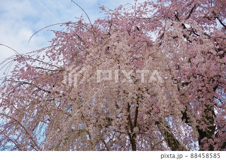 祇園のシダレザクラ 88458585