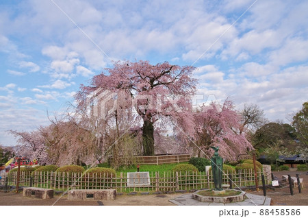 祇園のシダレザクラ 88458586