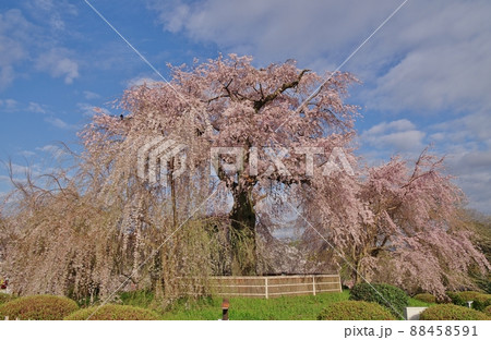 祇園のシダレザクラ 祇園のシダレザクラ 88458591