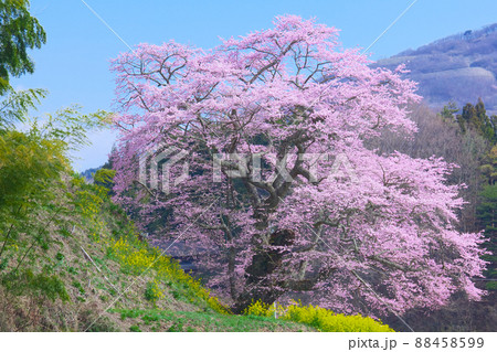 一本桜 - 是哉寺地蔵桜(2010年) 一本桜 - 是哉寺地蔵桜(2010年) 88458599