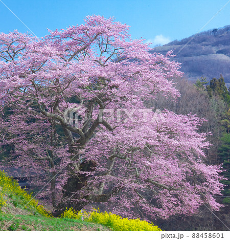 一本桜 - 是哉寺地蔵桜(2010年) 一本桜 - 是哉寺地蔵桜(2010年) 88458601