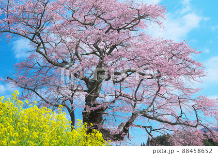 一本桜 - 是哉寺地蔵桜(2010年) 一本桜 - 是哉寺地蔵桜(2010年) 88458652