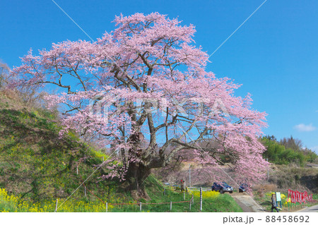 一本桜 - 是哉寺地蔵桜（2010年） 88458692