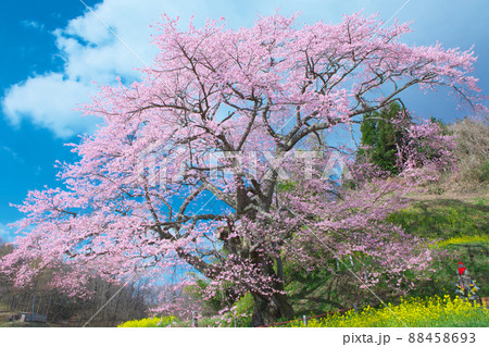一本桜 - 是哉寺地蔵桜（2010年） 88458693