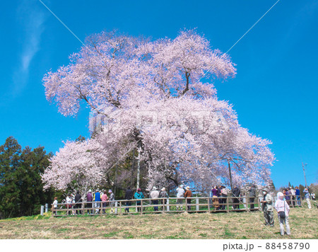 一本桜 - 戸津辺の桜(2015年) 一本桜 - 戸津辺の桜(2015年) 88458790