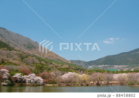 Spring nature scenery at Jinhae NFRDI Environment Eco-Park in Changwon, Korea 88458802