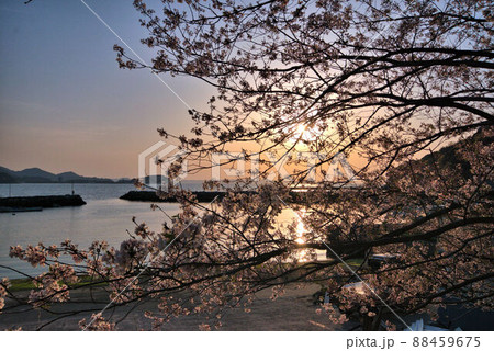 漁港の桜と夕日 糸島2 漁港の桜と夕日 糸島2 88459675