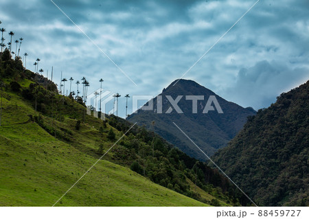 View of the beautiful cloud forest and the Quindio Wax Palms at the Cocora Valley located in Salento in the Quindio region in Colombia. 88459727