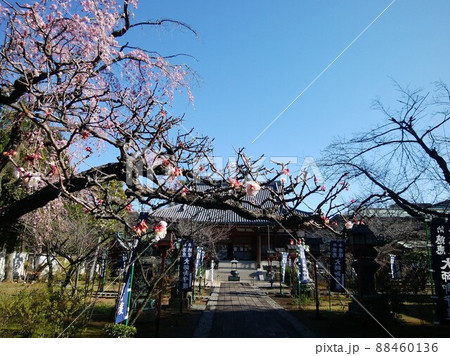 輪王寺の桜 88460136