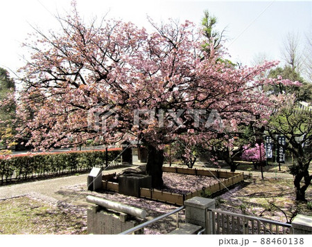 御車返しの桜 88460138