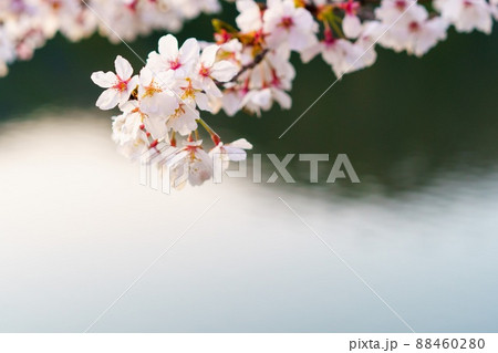 水辺に咲く桜 88460280