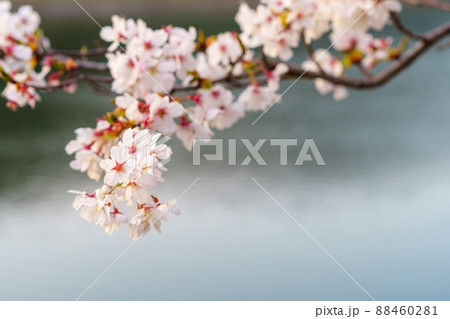 水辺に咲く桜 88460281