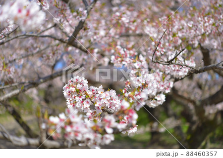 さくら　三重県伊勢市宮川堤にて（2022年） 88460357