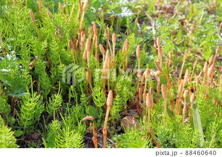 つくし つくし 88460640