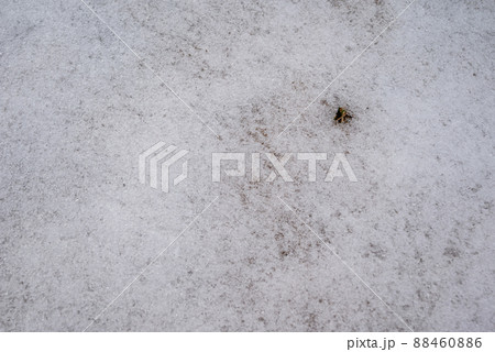 淡雪 淡雪 88460886