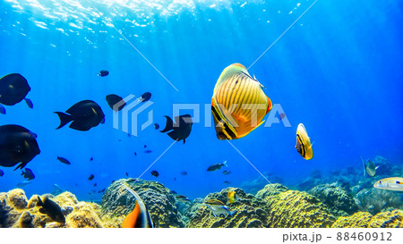 沖縄　阿嘉島のニシハマビーチ　水中写真 88460912