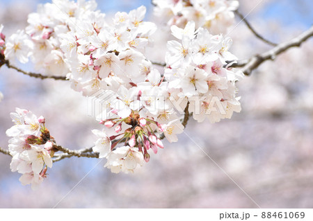 晴れやかに咲き誇る桜 88461069