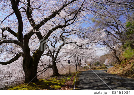 桜満開宣言の日の高円山ドライブウエイ 88461084