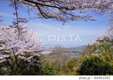 桜満開宣言の日の奈良奥山ドライブウエイ 88461092