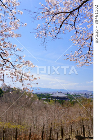 桜満開宣言の日の東大寺と興福寺五重塔 88461102