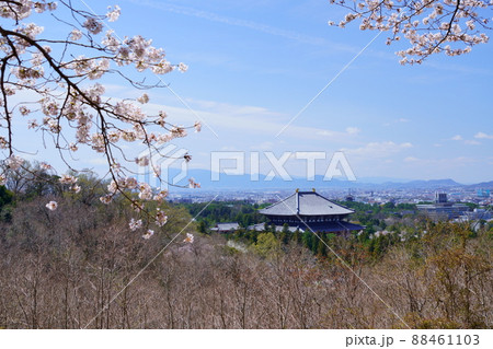 桜満開宣言の日の東大寺と興福寺五重塔 88461103