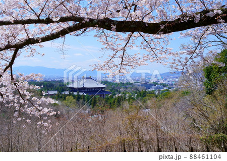 桜満開宣言の日の東大寺と興福寺五重塔 88461104