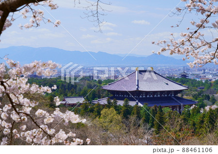 桜満開宣言の日の東大寺と興福寺五重塔 88461106