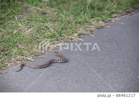 地面を這うアオダイショウ 88461217