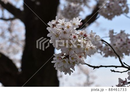 黒い木肌を背景に咲く桜 88461733