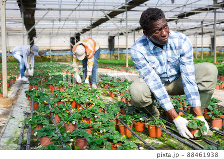Horticulturist maintaining garden in hothouse Horticulturist maintaining garden in hothouse 88461938