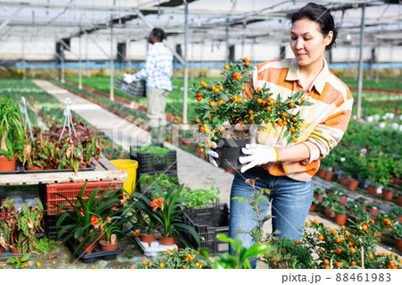Asian female florist checking potted solanum in greenhouse 88461983