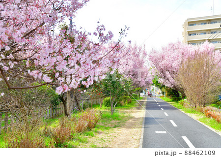 多摩湖自転車歩行者道/八坂駅付近(東京都東村山市)【2022.3】 多摩湖自転車歩行者道/八坂駅付近(東京都東村山市)【2022.3】 88462109