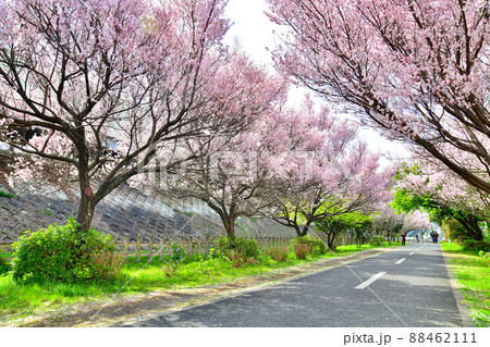 多摩湖自転車歩行者道/八坂駅付近(東京都東村山市)【2022.3】 多摩湖自転車歩行者道/八坂駅付近(東京都東村山市)【2022.3】 88462111