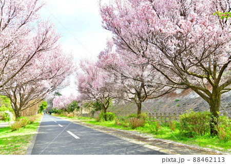 多摩湖自転車歩行者道／八坂駅付近(東京都東村山市)【2022.3】 88462113